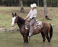 grey-whorl-on-head-horse