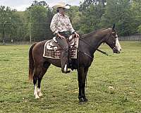 stetson-gelding