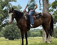 sorrel-color-gelding