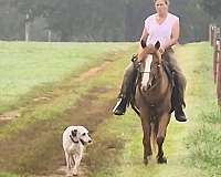 all-racking-horse