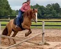 dun-none-horse
