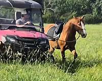 all-around-quarter-horse