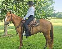 rh-half-pastern-to-sock-with-ermine-spots-horse