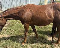 liver-chestnut-star-strip-on-face-horse