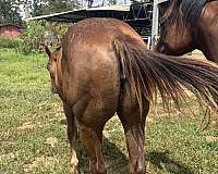 star-strip-on-face-horse