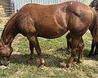 all-around-paint-horse