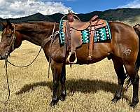 bay-star-snip-horse