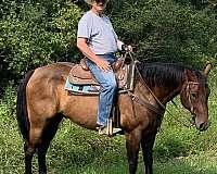 trail-quarter-horse