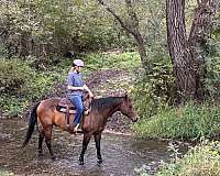 trail-ride-quarter-horse