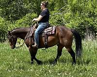 mountain-quarter-horse