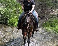 gelding-quarter-horse