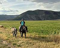 beginner-quarter-horse
