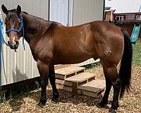intermediate-quarter-horse