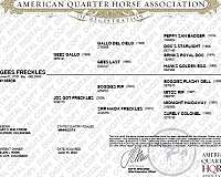 advanced-quarter-horse