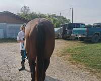 all-around-thoroughbred-horse