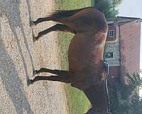athletic-thoroughbred-horse