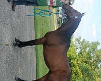 barrel-thoroughbred-horse