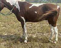 paint-pony-gelding