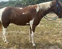 paint-pony-for-sale