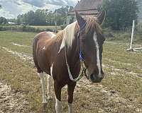 paint-pony