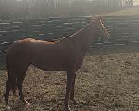 uncle-mo-horse