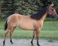 dun-bars-shading-no-other-markings-horse