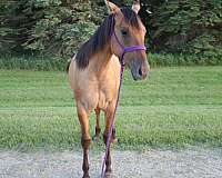 dun-quarter-horse