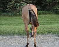 filly-quarter-horse