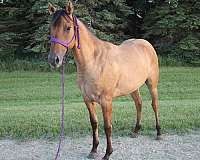 foundation-quarter-horse