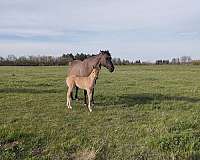 all-around-quarter-horse
