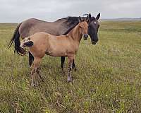 athletic-quarter-horse
