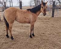 halter-quarter-horse