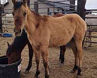 dun-factor-quarter-horse