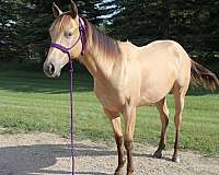 champagne-filly-quarter-horse