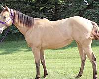champagne-filly-horse