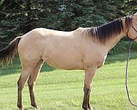 small-star-horse