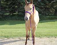 champagne-small-star-horse