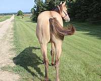 all-around-quarter-horse