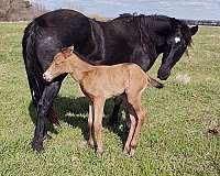 athletic-quarter-horse