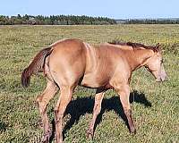 breeding-quarter-horse