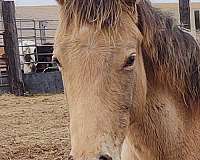 foundation-quarter-horse