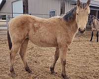 halter-quarter-horse