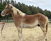sorrel-belgian-gelding