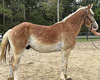sorrel-gelding-for-sale