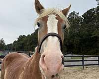 16-hand-belgian-gelding
