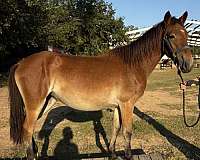 right-hind-stripped-hoof-pony