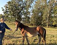 bay-right-hind-stripped-hoof-pony