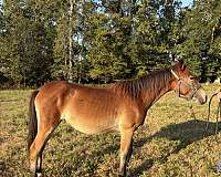 training-project-mustang-pony