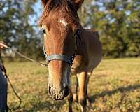 liberty-prospect-mustang-pony