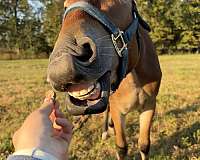 therapy-mustang-pony